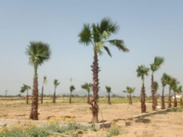 Palm City